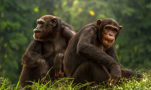 sanjati čimpanzu