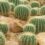 sanjati kaktus