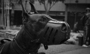 sanjati njušku